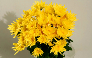 Букет желтых хризантем