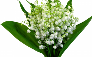 Букет ландышей