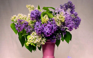 Букет сирени