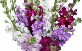 Букет цветов