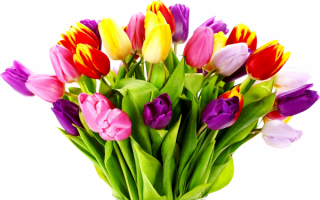 Букет разноцветных тюльпанов