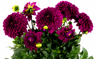 Георгины в букете