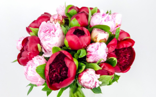 Букет из розовых и красных пионов