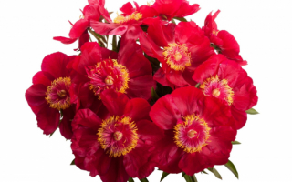 Букет красных цветов