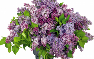 Букет сирени