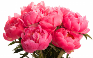 Букет цветов пионов