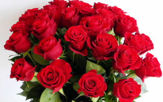Розы красные в букете