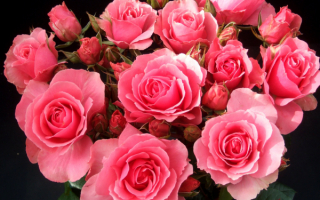 Красивый розовый букет