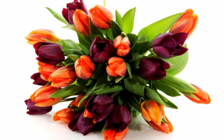 Тюльпановый букет