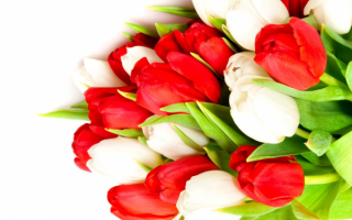 Белые и красные тюльпаны в букете