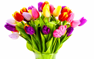 Букет тюльпанов