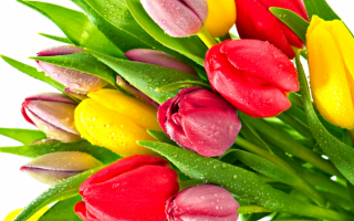 Весенний букет тюльпанов