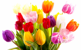 Красивый букет тюльпанов