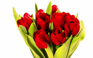 Красные тюльпаны в букете