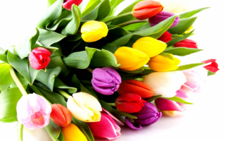 Праздничный букет тюльпанов