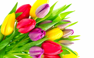 Разноцветный букет тюльпанов