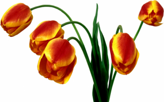 Букетик тюльпанов