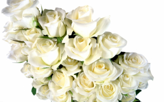 Белый букет роз
