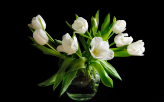 Букет белых тюльпанов