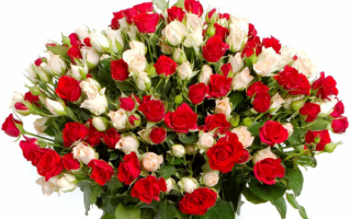 Букет из белых и красных роз