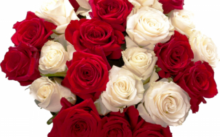 Букет из красных и белых роз