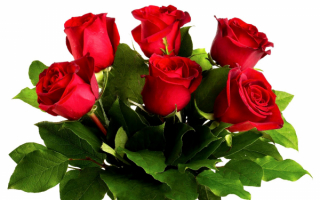 Букет из красных роз