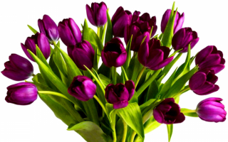 Букет тюльпанов