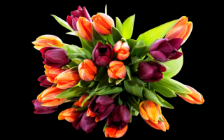 Букет фиолетовых и оранжевых тюльпанов