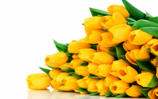 Большой букет желтых тюльпанов