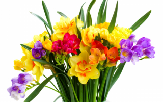 Букет весенних цветов