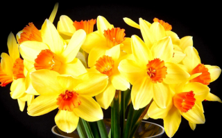 Букет желтых нарциссов