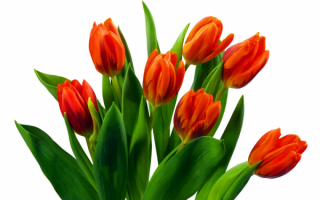 Букет оранжевых тюльпанов