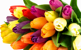 Разноцветные тюльпаны в букете