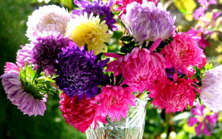 Раноцветные астры в букете