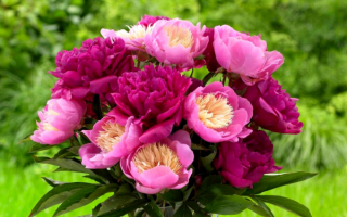 Букет пионов