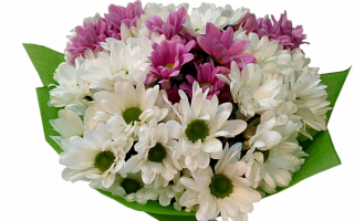 Букетик хризантем