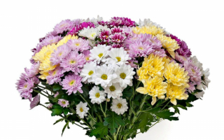 Разноцветные хризантемы в букете