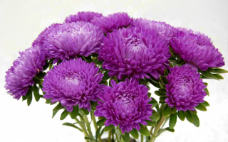 Букетик астр