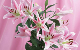 Букет розовых лилий