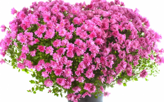 Большой букет хризантем