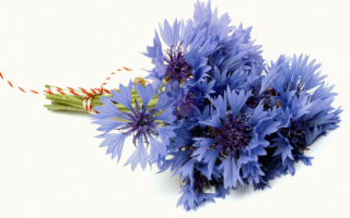 Букет васильков