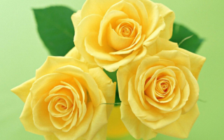 Букетик желтых роз
