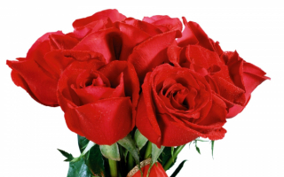 Розы в букете