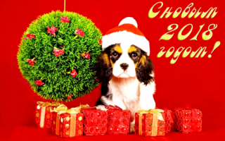 2018 год собаки