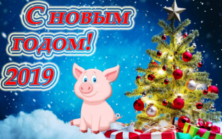 2019 год свиньи