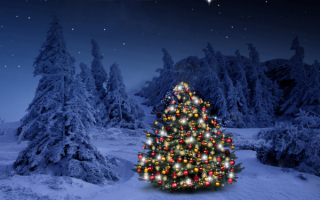 Зимний лес елка новый год