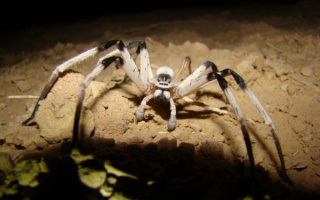 Большой паук