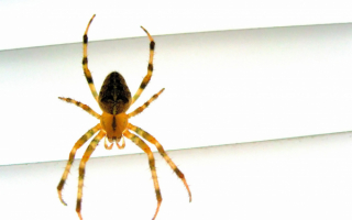 Паук зависает