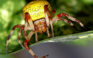 Паук на дереве