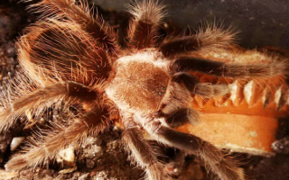 Тарантул